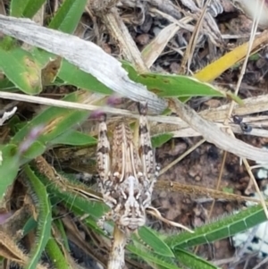 Austroicetes sp. (genus) at Macgregor, ACT - 10 Feb 2021