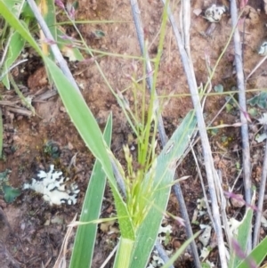 Panicum effusum at Latham, ACT - 10 Feb 2021