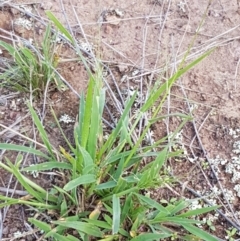 Panicum effusum at Latham, ACT - 10 Feb 2021