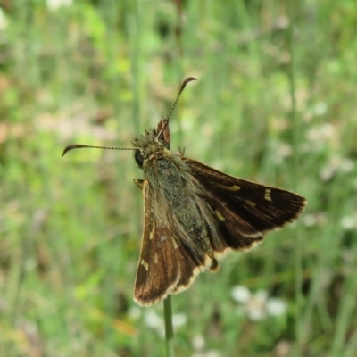 Dispar compacta (Barred Skipper) at Acton, ACT - 7 Feb 2021 by Christine