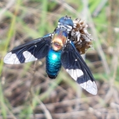 Palirika decora (A beefly) at Macgregor, ACT - 10 Feb 2021 by trevorpreston