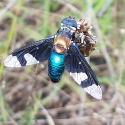 Palirika decora (A beefly) at Macgregor, ACT - 10 Feb 2021 by trevorpreston