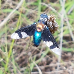 Palirika decora at Macgregor, ACT - 10 Feb 2021