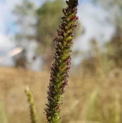 Setaria sp. (Pigeon Grass) at Macgregor, ACT - 10 Feb 2021 by tpreston