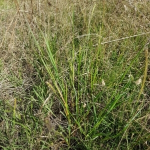 Setaria sp. at Macgregor, ACT - 10 Feb 2021