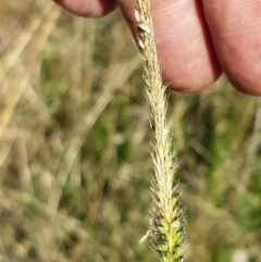 Setaria sp. at Macgregor, ACT - 10 Feb 2021