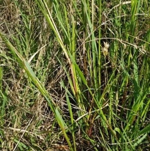 Setaria sp. at Macgregor, ACT - 10 Feb 2021