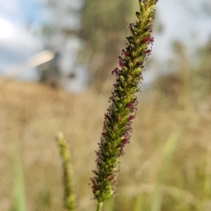 Setaria sp. at Macgregor, ACT - 10 Feb 2021