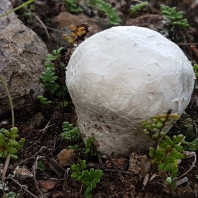 Calvatia sp. (a puffball ) at Latham, ACT - 10 Feb 2021 by tpreston