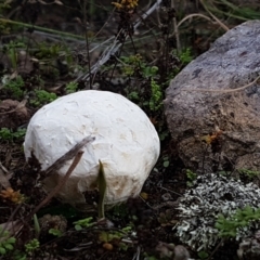 Calvatia sp. at Latham, ACT - 10 Feb 2021