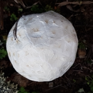 Calvatia sp. at Latham, ACT - 10 Feb 2021