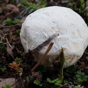 Calvatia sp. at Latham, ACT - 10 Feb 2021