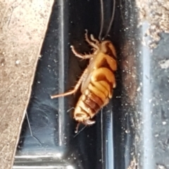 Robshelfordia simplex (Shelford's Western Cockroach) at Umbagong District Park - 10 Feb 2021 by tpreston