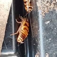 Robshelfordia simplex at Latham, ACT - 10 Feb 2021 05:53 PM