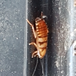 Robshelfordia simplex at Latham, ACT - 10 Feb 2021 05:53 PM