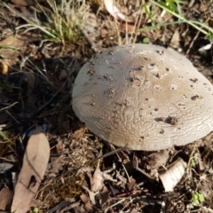 Amanita sp. (Amanita sp.) at Umbagong District Park - 10 Feb 2021 by tpreston