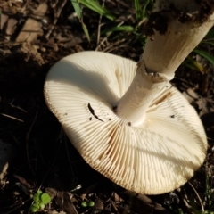 Amanita sp. at Latham, ACT - 10 Feb 2021