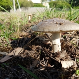 Amanita sp. at Latham, ACT - 10 Feb 2021