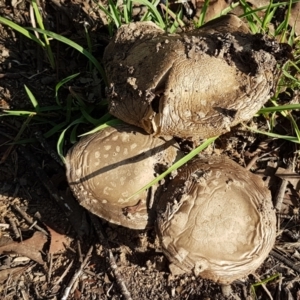 Amanita sp. at Latham, ACT - 10 Feb 2021