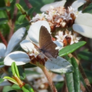 Theclinesthes miskini at Acton, ACT - 7 Feb 2021 03:08 PM