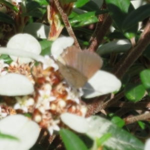 Theclinesthes miskini at Acton, ACT - 7 Feb 2021 03:08 PM