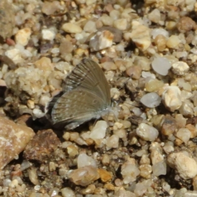 Zizina otis (Common Grass-Blue) at Acton, ACT - 7 Feb 2021 by Christine