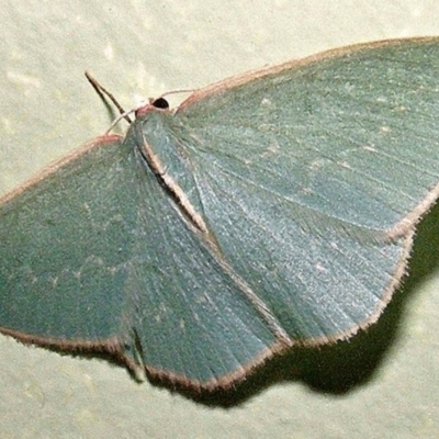 Chlorocoma melocrossa (Cream-fringed Emerald) at Crooked Corner, NSW - 18 Mar 2010 by Milly