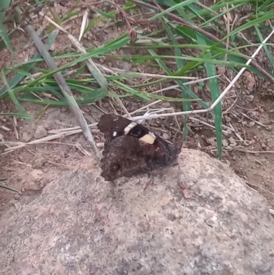 Vanessa itea (Yellow Admiral) at Tuggeranong DC, ACT - 10 Feb 2021 by michaelb