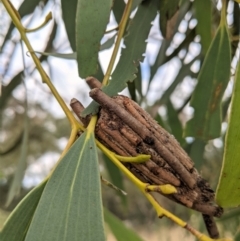 Clania (genus) (A case moth) at Hughes, ACT - 10 Feb 2021 by JackyF