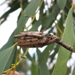 Clania (genus) at Hughes, ACT - 10 Feb 2021 01:55 PM