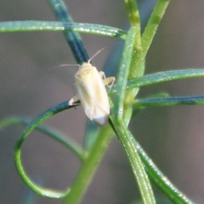 Miridae (family) (Unidentified plant bug) at Hughes, ACT - 10 Feb 2021 by LisaH