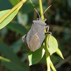 Amorbus sp. (genus) at Hughes, ACT - 10 Feb 2021 03:11 PM