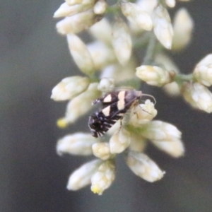 Glyphipterix chrysoplanetis at Hughes, ACT - 10 Feb 2021