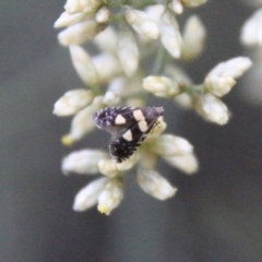 Glyphipterix chrysoplanetis at Hughes, ACT - 10 Feb 2021