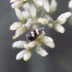 Glyphipterix chrysoplanetis at Hughes, ACT - 10 Feb 2021