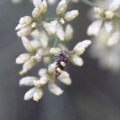 Glyphipterix chrysoplanetis at Hughes, ACT - 10 Feb 2021