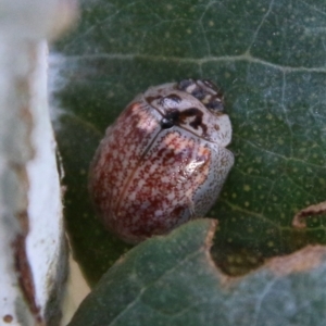 Paropsisterna decolorata at Deakin, ACT - 10 Feb 2021