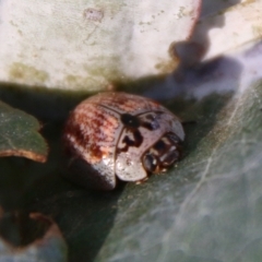 Paropsisterna m-fuscum at Deakin, ACT - 10 Feb 2021 06:14 PM