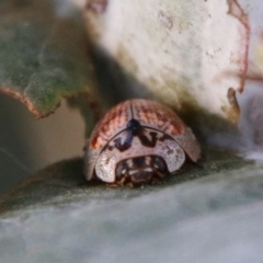 Paropsisterna decolorata at Deakin, ACT - 10 Feb 2021