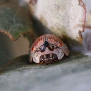 Paropsisterna m-fuscum at Deakin, ACT - 10 Feb 2021 06:14 PM