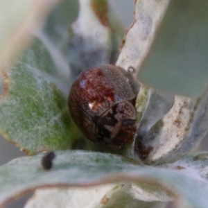 Paropsisterna decolorata at Deakin, ACT - 10 Feb 2021