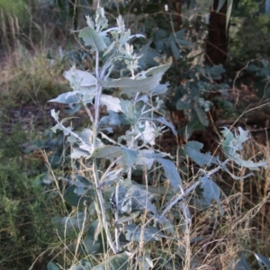 Paropsisterna decolorata at Deakin, ACT - 10 Feb 2021