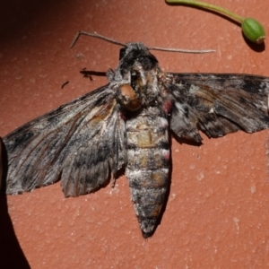 Agrius convolvuli at Hughes, ACT - 11 Feb 2021