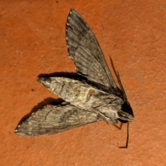 Agrius convolvuli at Hughes, ACT - 11 Feb 2021