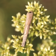 Lepidoscia arctiella (Tower Case Moth) at Deakin, ACT - 10 Feb 2021 by LisaH