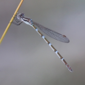 Austrolestes leda at Hughes, ACT - 10 Feb 2021