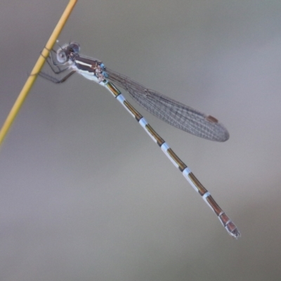 Austrolestes leda (Wandering Ringtail) at Hughes, ACT - 10 Feb 2021 by LisaH