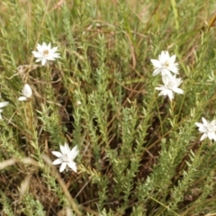 Rhodanthe anthemoides (Chamomile Sunray) at Cooleman, NSW - 6 Feb 2021 by alexwatt