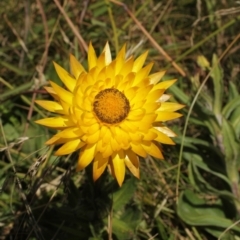 Xerochrysum subundulatum (Alpine Everlasting) at Cooleman, NSW - 6 Feb 2021 by alex_watt