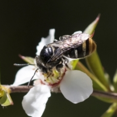 Lipotriches (Austronomia) australica at Acton, ACT - 9 Nov 2020 by AlisonMilton